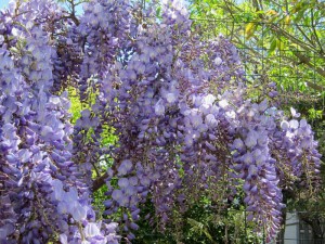  Glicynia chińska (Wisteria chinensis) Blue Sapphire zdjęcie 2