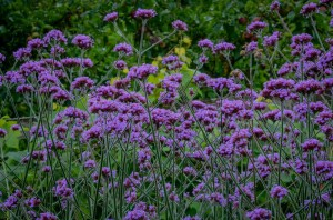 Werbena patagońska (Verbena bonariensis) zdjęcie 4