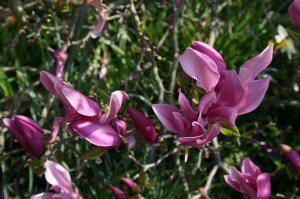 Magnolia Apollo c3 zdjęcie 5