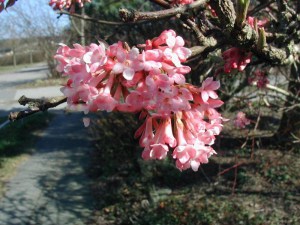 Kalina bodneńska (Viburnum bodnanense) Dawn zdjęcie 5