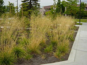 Śmiałek darniowy (Deschampsia cespitosa) Bronzeschleier c1 zdjęcie 4