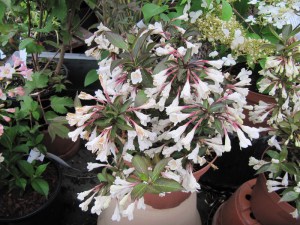 Krzewuszka (Weigela) Black And White c3 zdjęcie 5