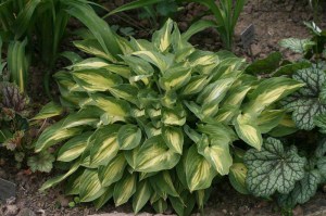 Funkia (Hosta) Fantasy Island sadzonka zdjęcie 3