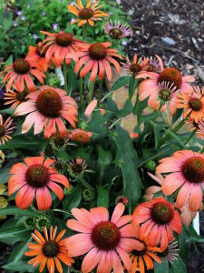 Jeżówka purpurowa (Echinacea) Julia zdjęcie 5