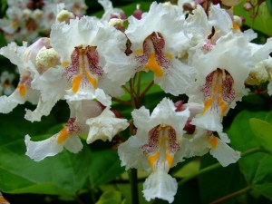 Katalpa, surmia (Catalpa bignonioides) c10 zdjęcie 5