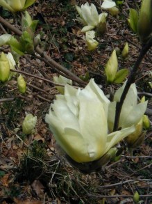 Magnolia Elizabeth szczepiona żółta c5 zdjęcie 6