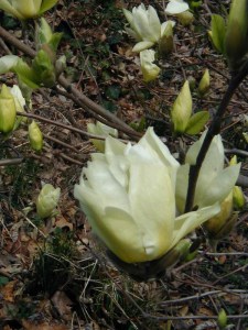 Magnolia Elizabeth szczepiona żółta c5 zdjęcie 6
