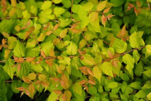 Kolkwicja chińska (Kolkwitzia amabilis) Maradco c2 zdjęcie 4