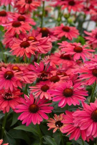 Jeżówka purpurowa Sweet Meadow Mama zdjęcie 4