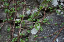 Hortensja pnąca (Hydrangea petiolaris) zdjęcie 4