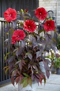 Hibiskus bylinowy (Hibiscus moscheutos) Carousel Giant Red zdjęcie 4