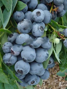 Borówka amerykańska Bluejay c1,5 zdjęcie 4