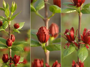 Kielichowiec wonny (Calycanthus floridus) c5 zdjęcie 4