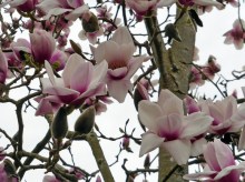 Magnolia Athene c3 zdjęcie 5