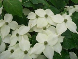 Dereń kousa (Cornus kousa) Nicole c5  zdjęcie 5