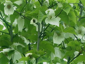 Dawidia chińska Dawidia chińska - Davidia involucrata var. Vilmorina 4