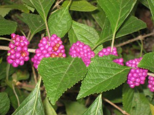 Pięknotka Bodiniera (Callicarpa) Profussion c1 zdjęcie 4