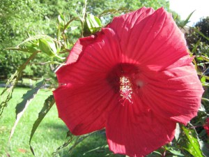 Hibiskus bylinowy (Hibiscus moscheutos) Fireball zdjęcie 2