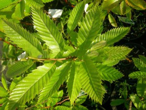 Kasztan jadalny (Castanea sativa) c2-c3 zdjęcie 6