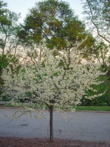Judaszowiec kanadyjski (Cercis canadensis) Texas c5 zdjęcie 5