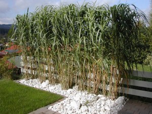 Miskant chiński olbrzymi (Miscanthus sinensis) Giganteus c3 zdjęcie 1