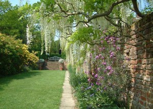 Glicynia Longissima Alba, wisteria Shiro-noda zdjęcie 4
