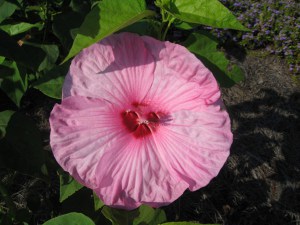 Hibiskus bylinowy (Hibiscus) Southern Belle zdjęcie 3