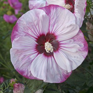 Hibiskus bylinowy (Hibiscus moscheutos) Cherry Cheesecake zdjęcie 5