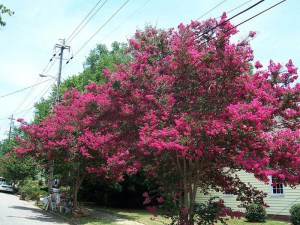 Lagerstremia indyjska (Lagerostroemia indica) zdjęcie 5
