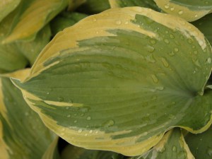 Funkia (Hosta) Earth Angel sadzonka zdjęcie 4