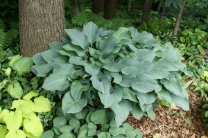 Funkia (Hosta) Krossa Regal sadzonka zdjęcie 5