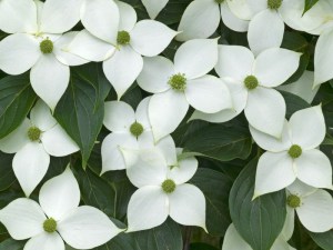 Dereń kousa (Cornus kousa) odmiana chińska c2 zdjęcie 4