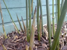 Bambus Bisseta - Fylostachys Bisseta (Phyllostachys bissetii) c2 zdjęcie 5