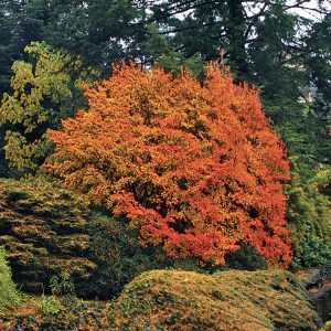 Enkiant dzwonkowaty (Enkianthus) c2 zdjęcie 4