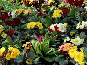 Pierwiosnek lekarski (Primula Veris) Goldnugget zdjęcie 3