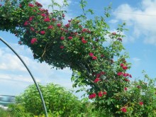 Róża pnąca Chevy Chase czerwona c2 zdjęcie 4