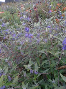 Barbula klandońska (Caryopteris clandonensis) Black Knight zdjęcie 6