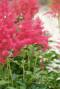 Tawułka japońska (Astilbe japonica) Red Sentinel c2 zdjęcie 4