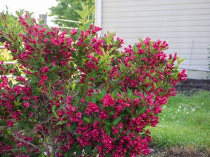 Krzewuszka (Weigela) Red Princes c2 zdjęcie 5