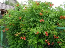 Milin amerykański (Campsis) Flamenco - roślina pnąca zdjęcie 4