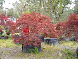 Klon palmowy szczepiony (Acer) Disectum Garnet c4 zdjęcie 5
