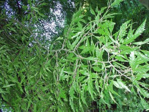 Buk pospolity (Fagus sylvatica) Asplenifolia c4 zdjęcie 5