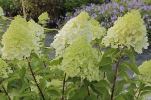 Hortensja bukietowa (Hydrangea) Moonlight na pniu c3 zdjęcie 6