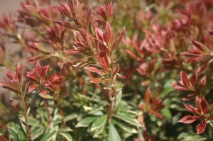 Pieris japoński (Pieris japonica) Little Heath c2 zdjęcie 4