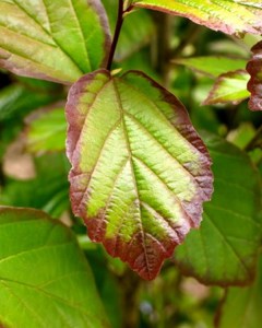 Parocja perska (Parrotia persica) Persian Spire zdjęcie 5