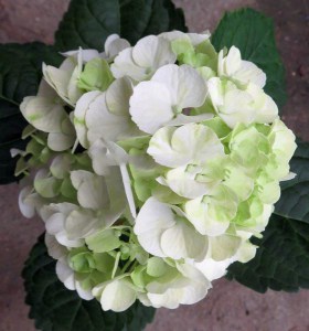 Hortensja ogrodowa (Hydrangea) Caipirinha c3 zdjęcie 3