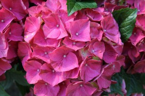 Hortensja ogrodowa (Hydrangea) Glowing Embers c2 zdjęcie 5