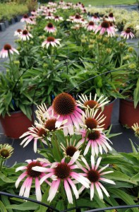 Jeżówka purpurowa (Echinacea) Fountain Pink Eye zdjęcie 5