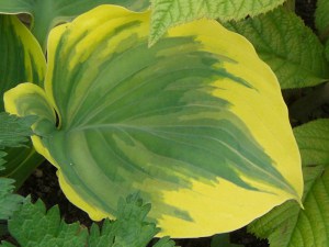 Funkia (Hosta) Liberty zdjęcie 4