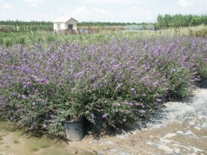 Budleja Dawida Nanho Blue, omżyn, motyli krzew c3 zdjęcie 4